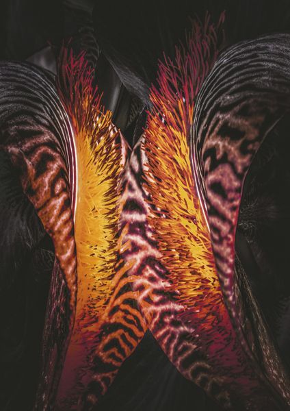 Plik:Irysarium.jpg