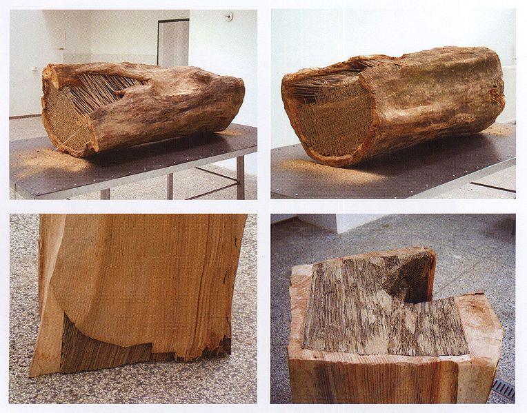 Plik:Iwanicki tomasz drzewo.jpg